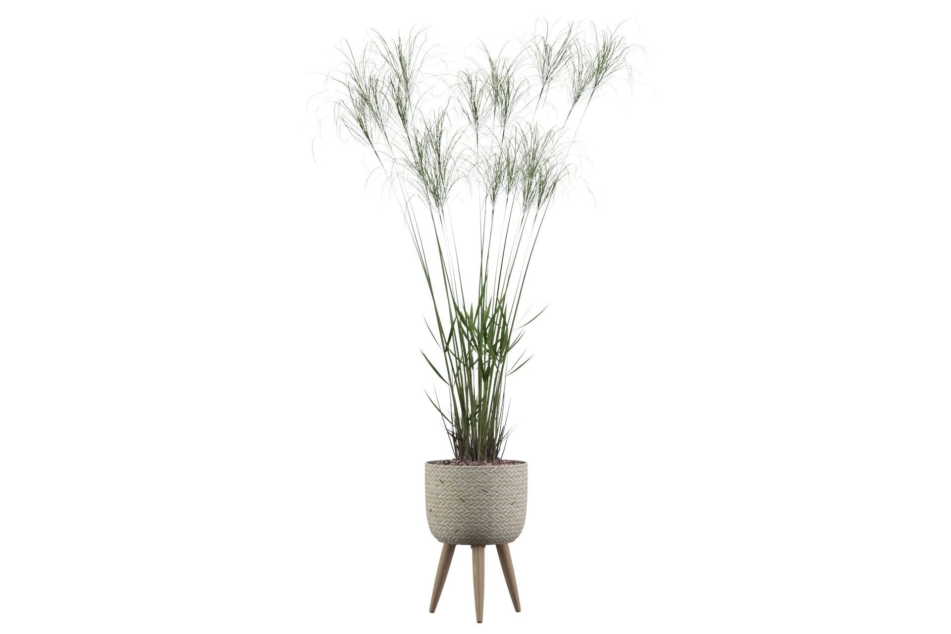 Cyperus Nofretete 01 3D model_38