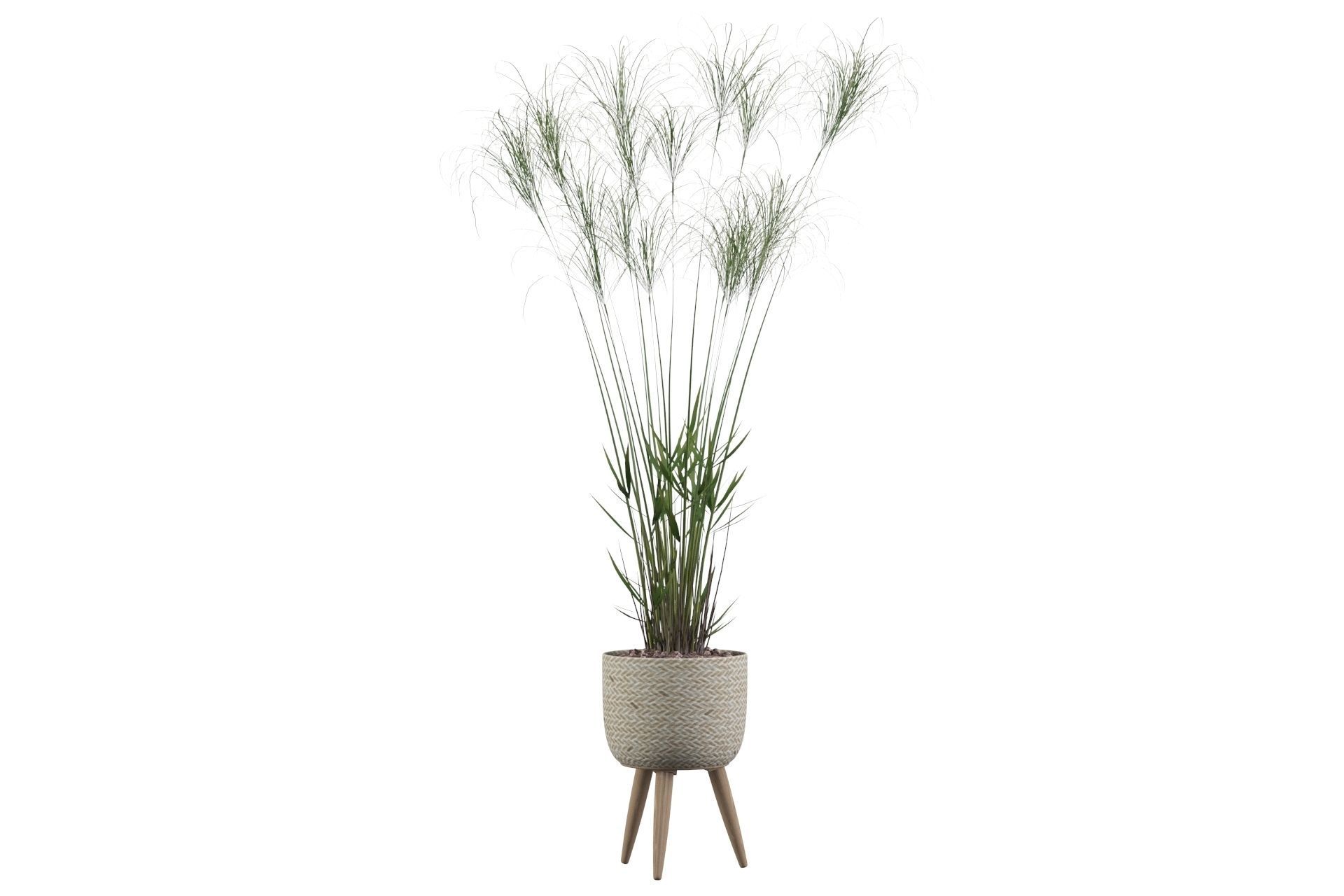 Cyperus Nofretete 01 3D model_15