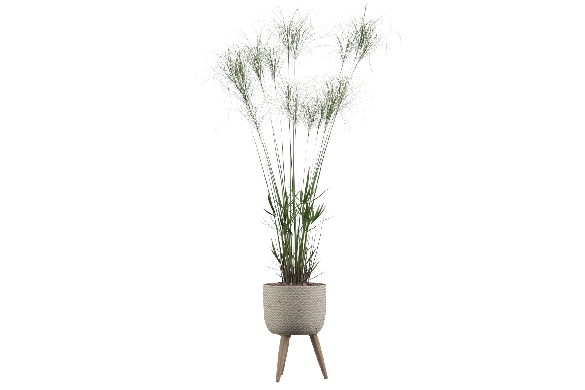 Cyperus Nofretete 01 3D model_46