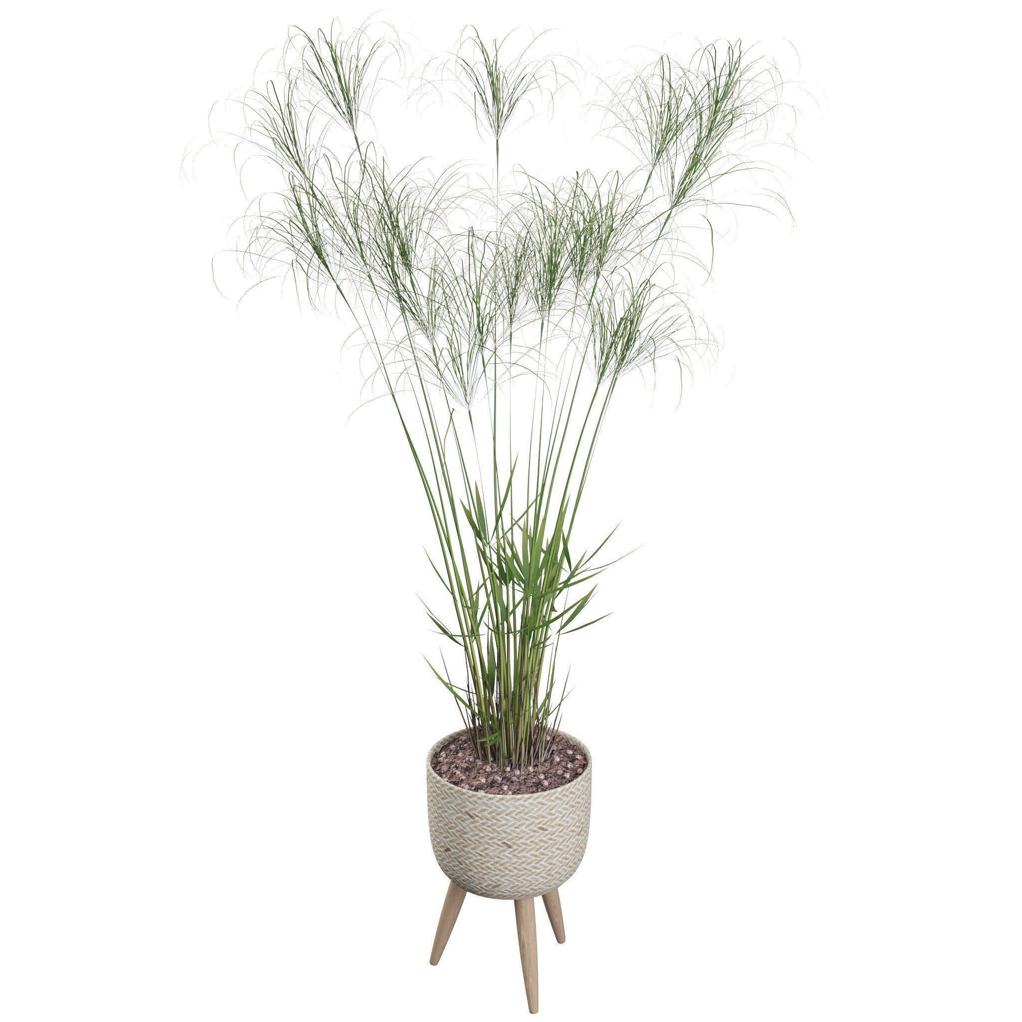 Cyperus Nofretete 01 3D model_25