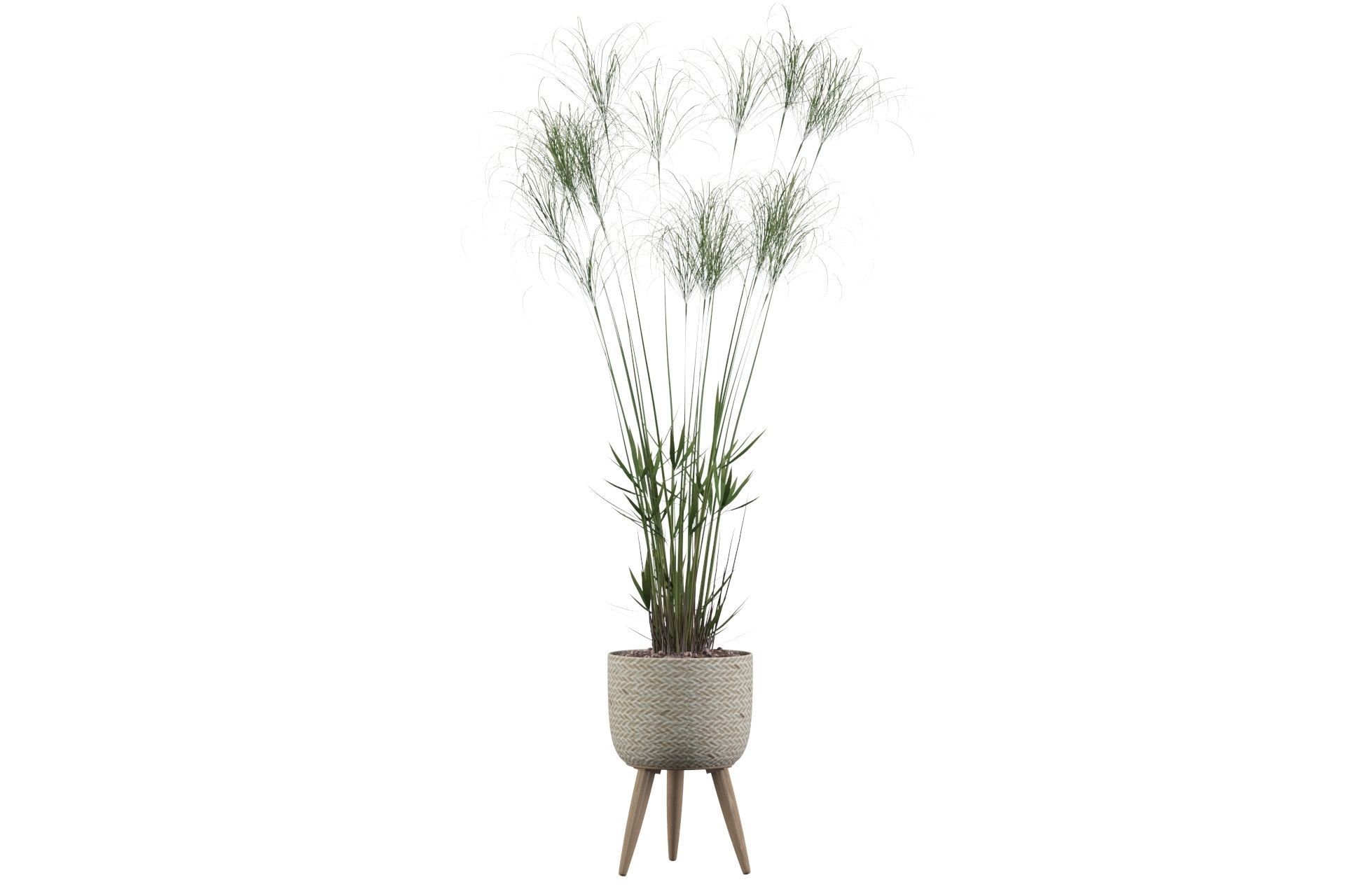 Cyperus Nofretete 01 3D model_10