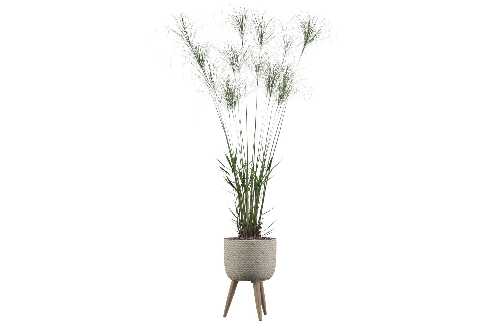 Cyperus Nofretete 01 3D model_17