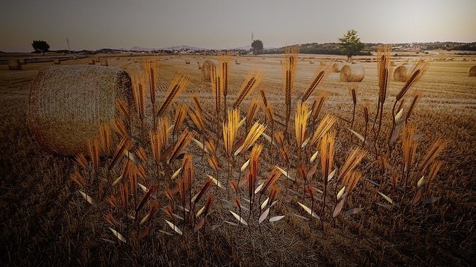 Wheat grasses Free 3D model