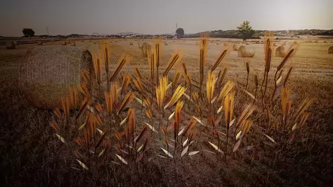 Wheat grasses Free 3D model