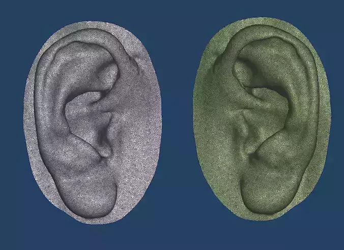 Natural human ear anatomy 01 3D print model