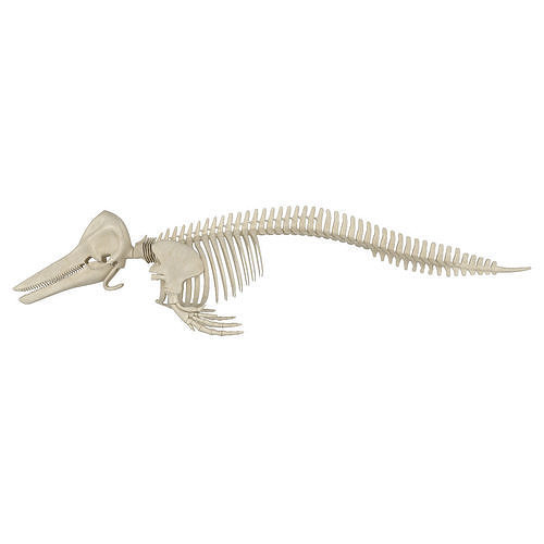 Dolphin Skeleton