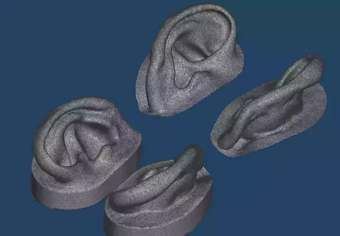 Natural human ear anatomy 02 3D print model
