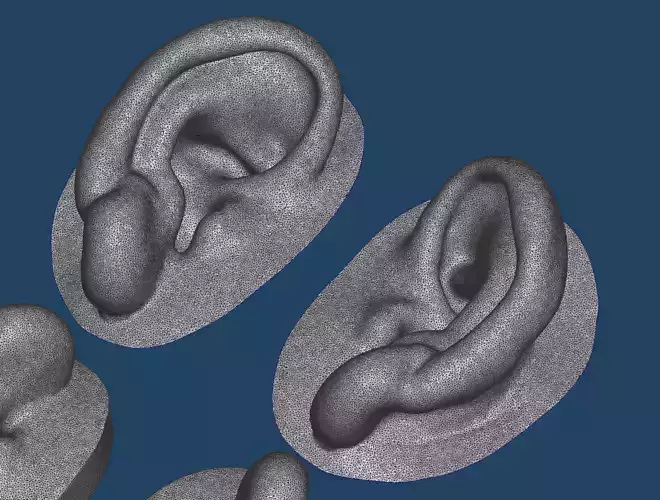 Natural human ear anatomy 03 3D print model
