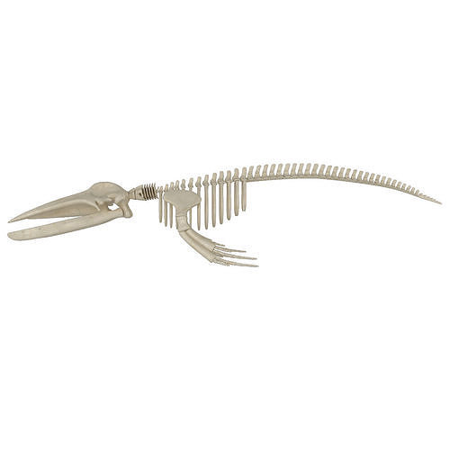 Humpback Skeleton