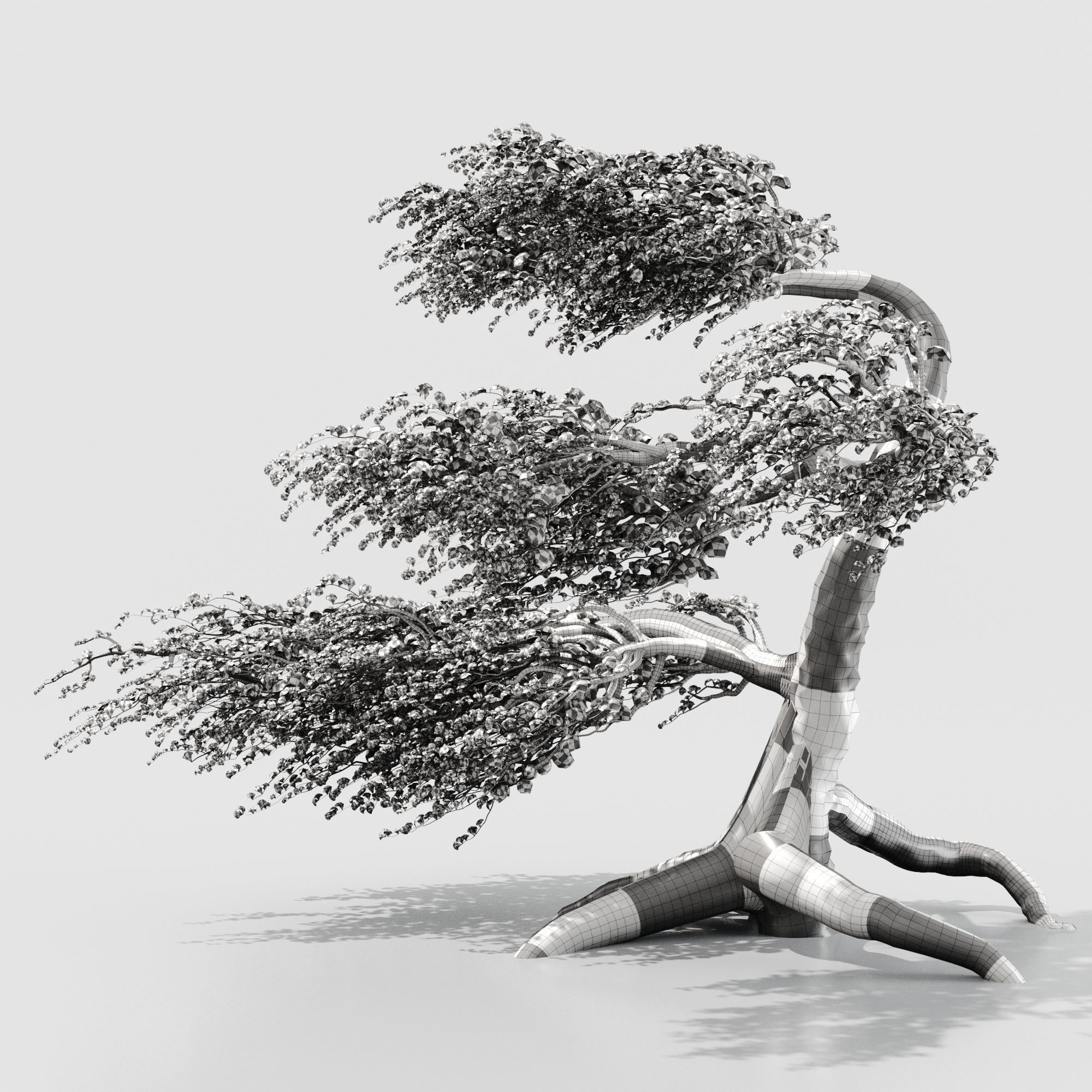 A tree in the wind - Syclamore 3D model_4