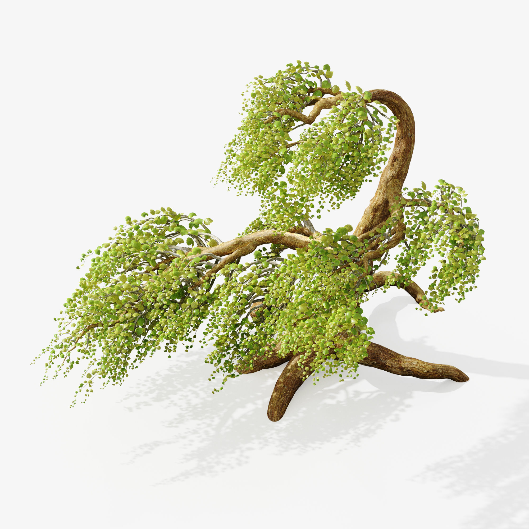 A tree in the wind - Syclamore 3D model_1