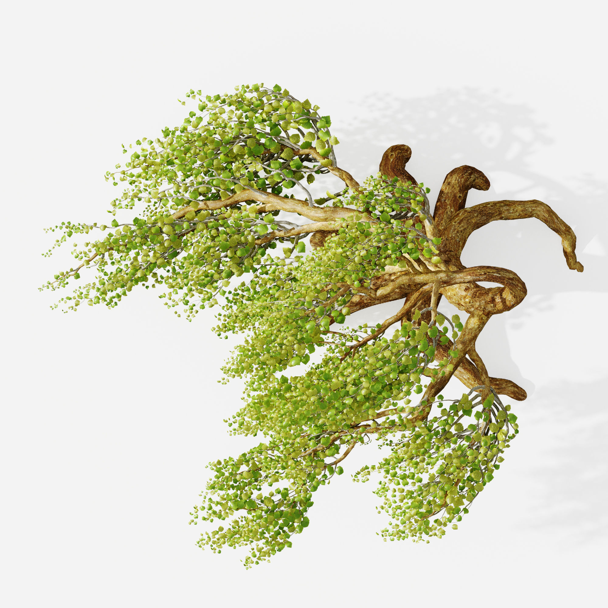 A tree in the wind - Syclamore 3D model_2