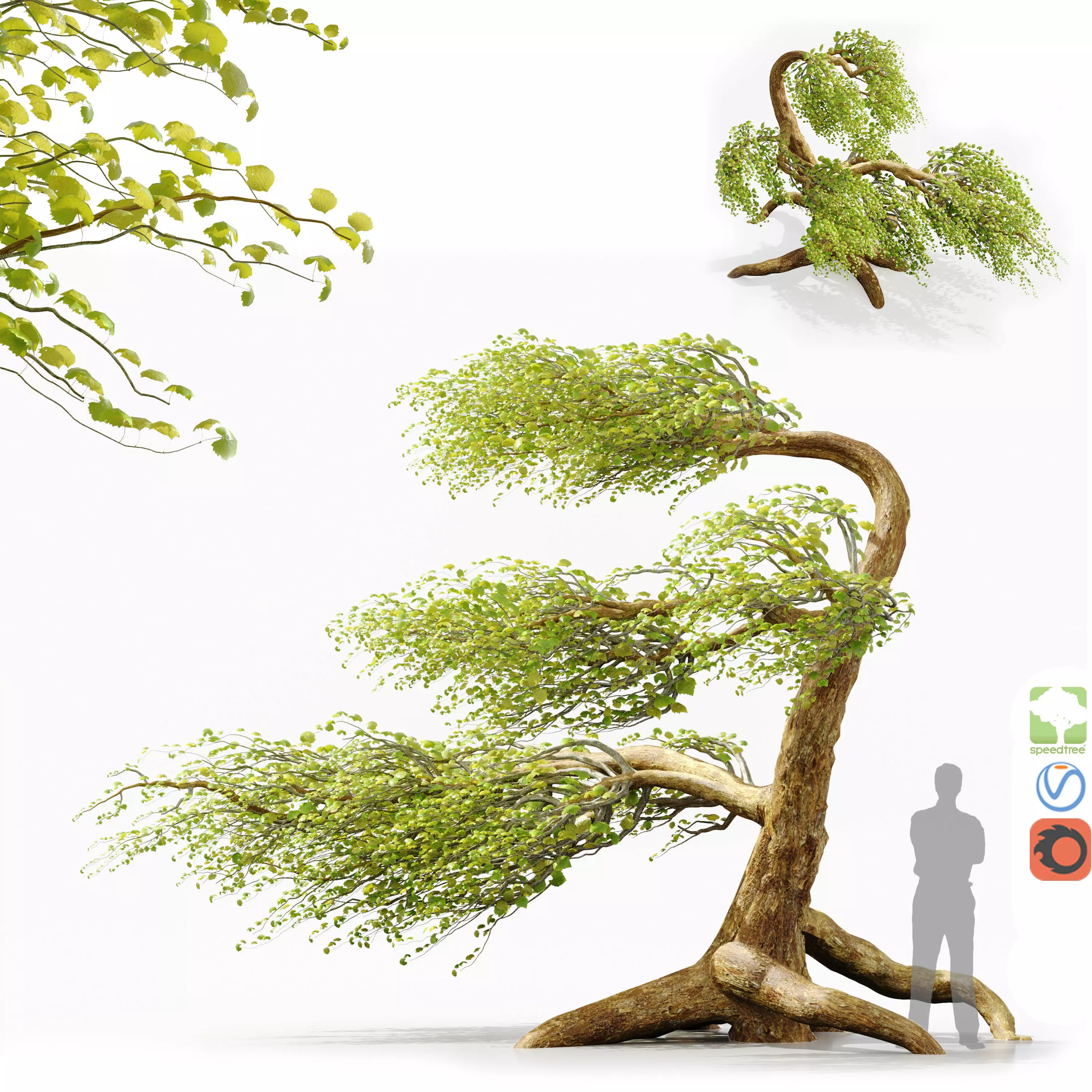 A tree in the wind - Syclamore 3D model_0