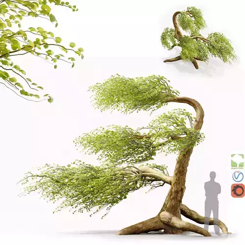 A tree in the wind - Syclamore 3D model
