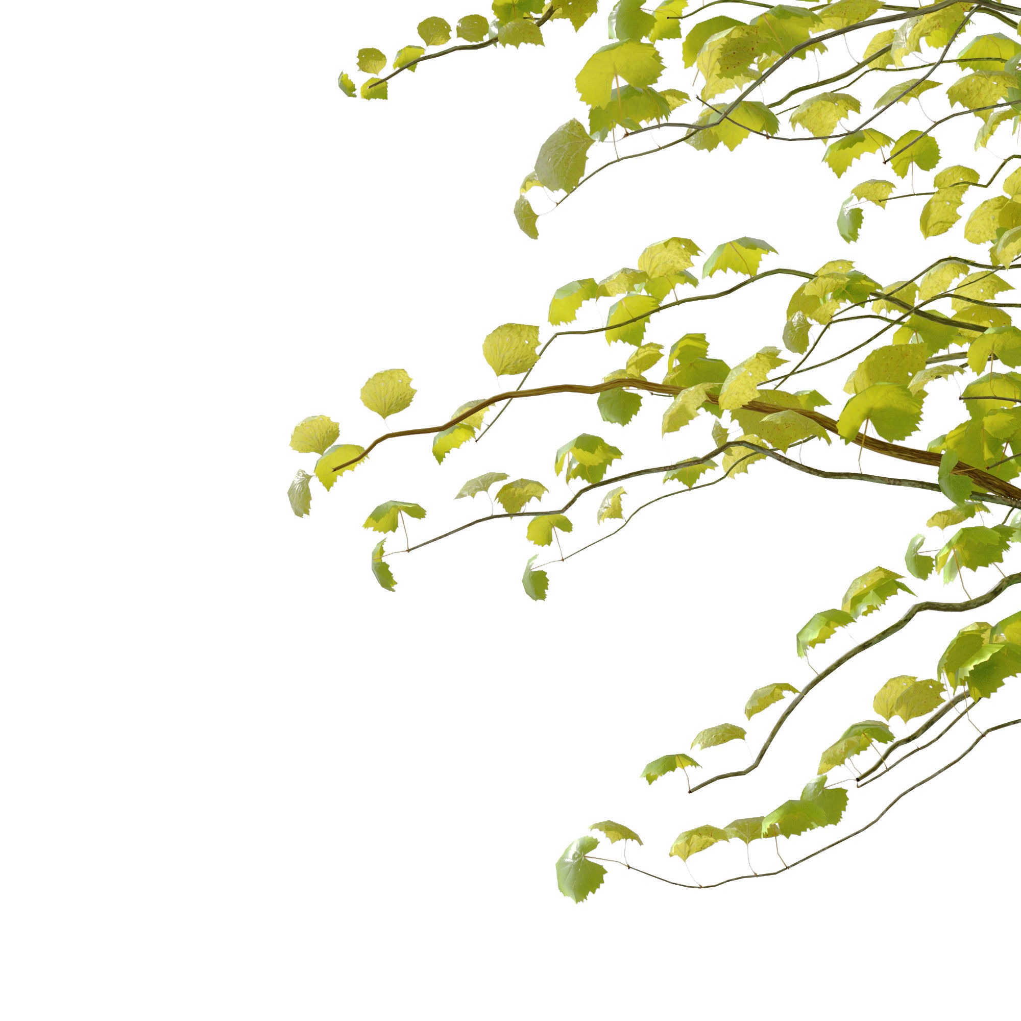 A tree in the wind - Syclamore 3D model_3