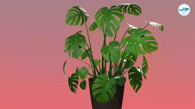 Monstera Plant 01