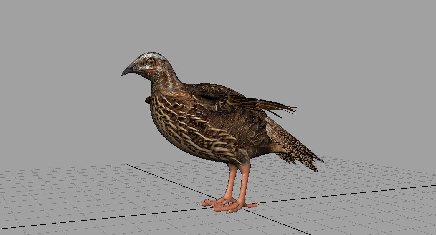 quail bird 3d model 3D model_4