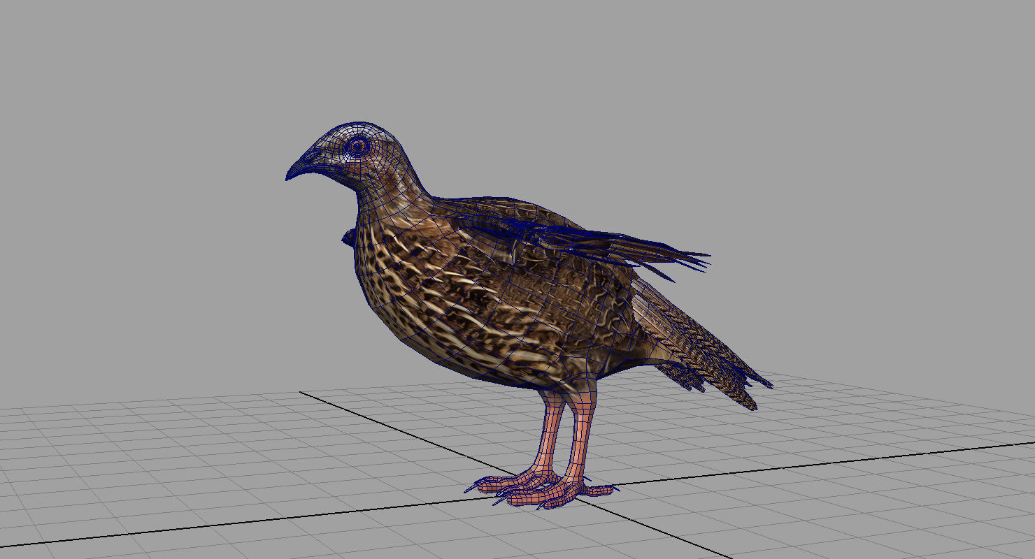 quail bird 3d model 3D model_6