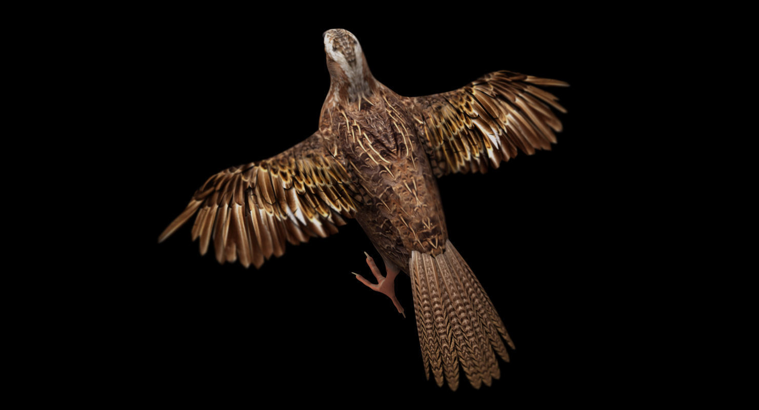 quail bird 3d model 3D model_2