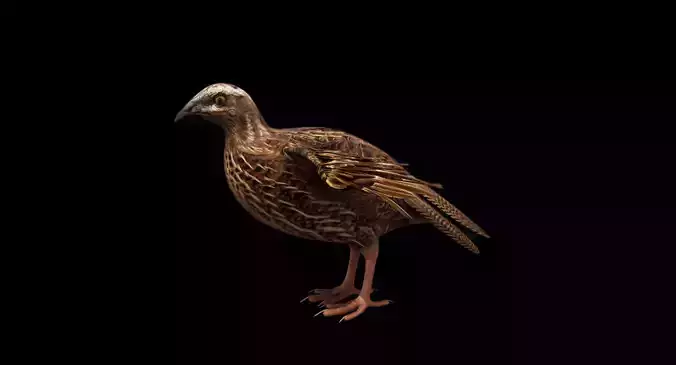 quail bird 3d model 3D model