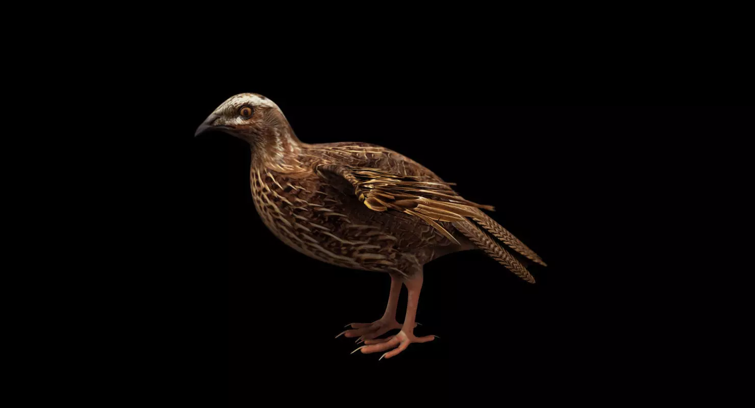quail bird 3d model 3D model_0