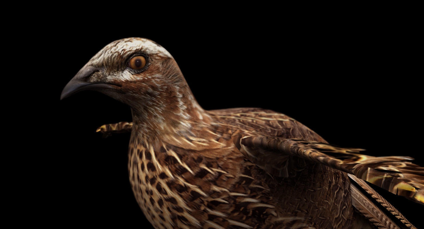quail bird 3d model 3D model_3