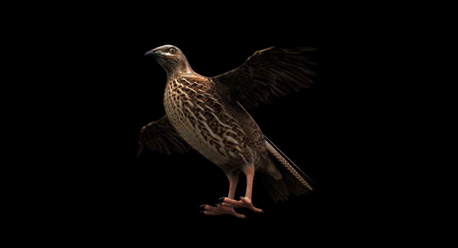 quail bird 3d model 3D model_1