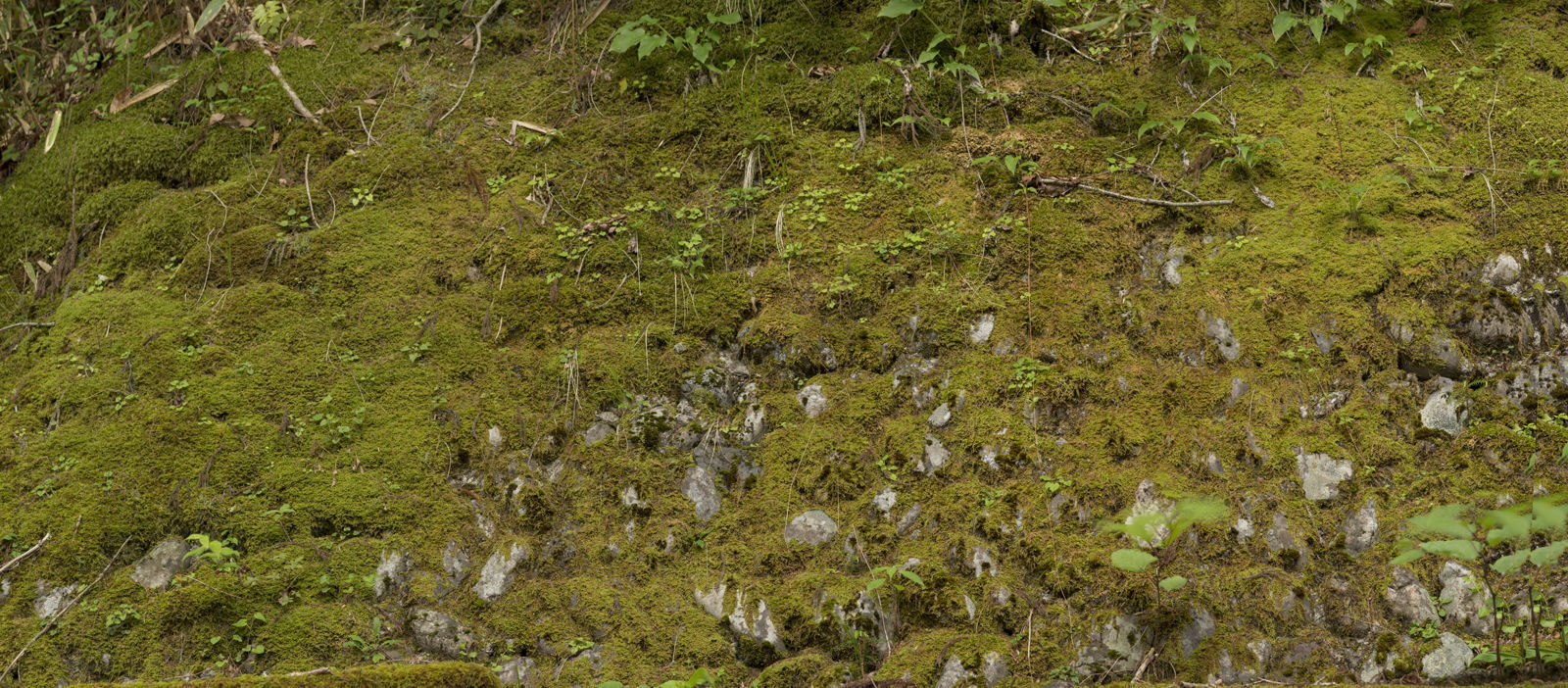 Bonsai tree 3D model_4