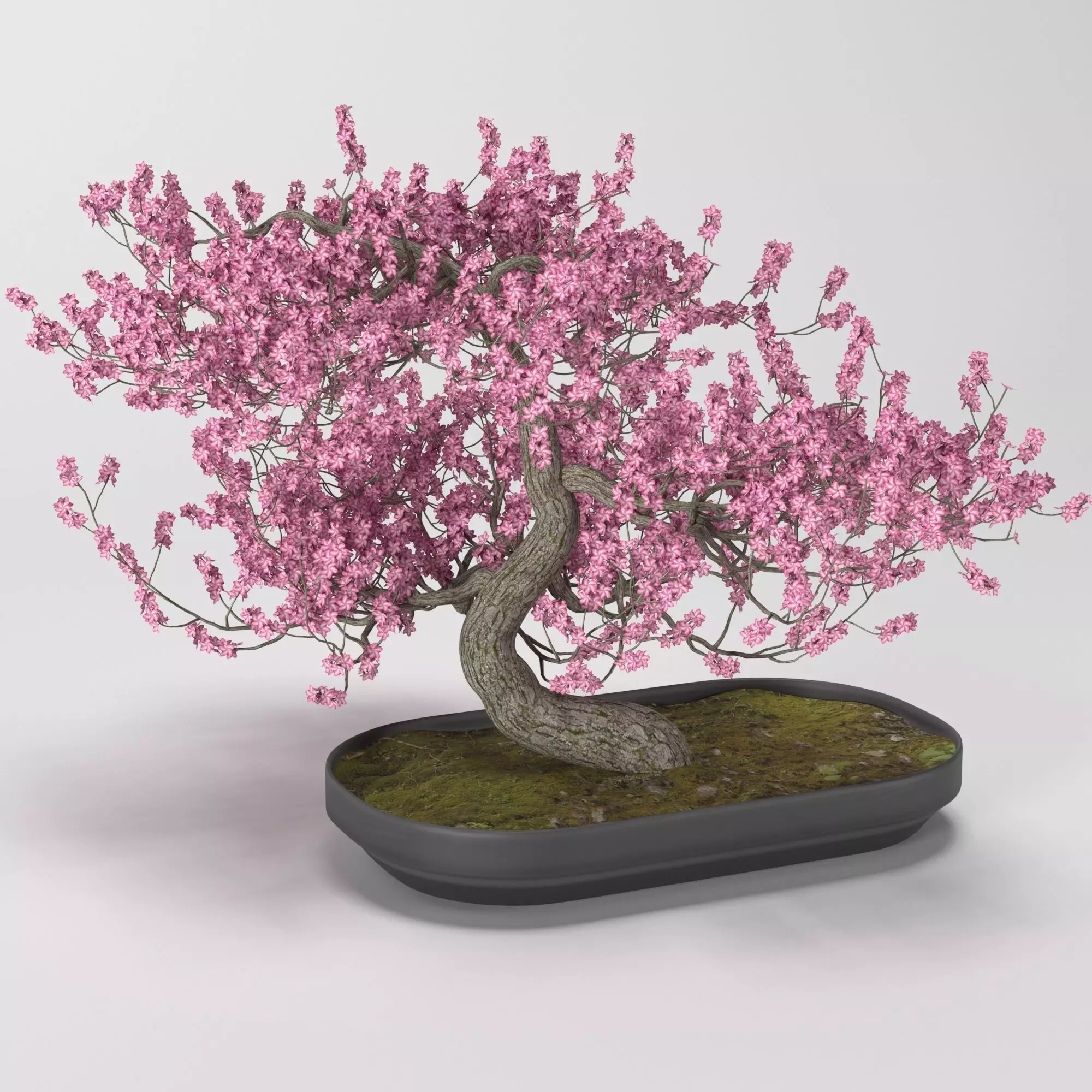 Bonsai tree 3D model_0