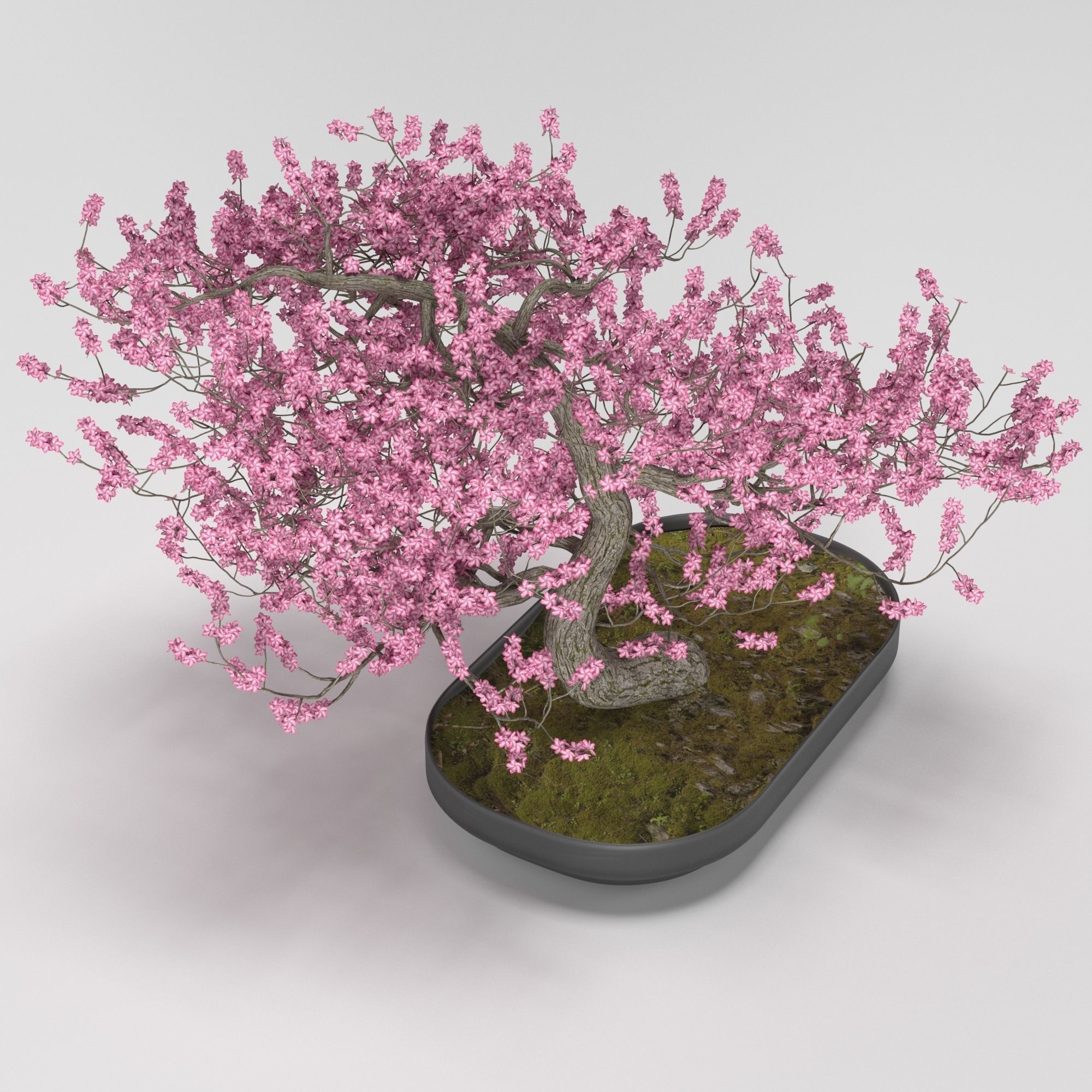 Bonsai tree 3D model_1