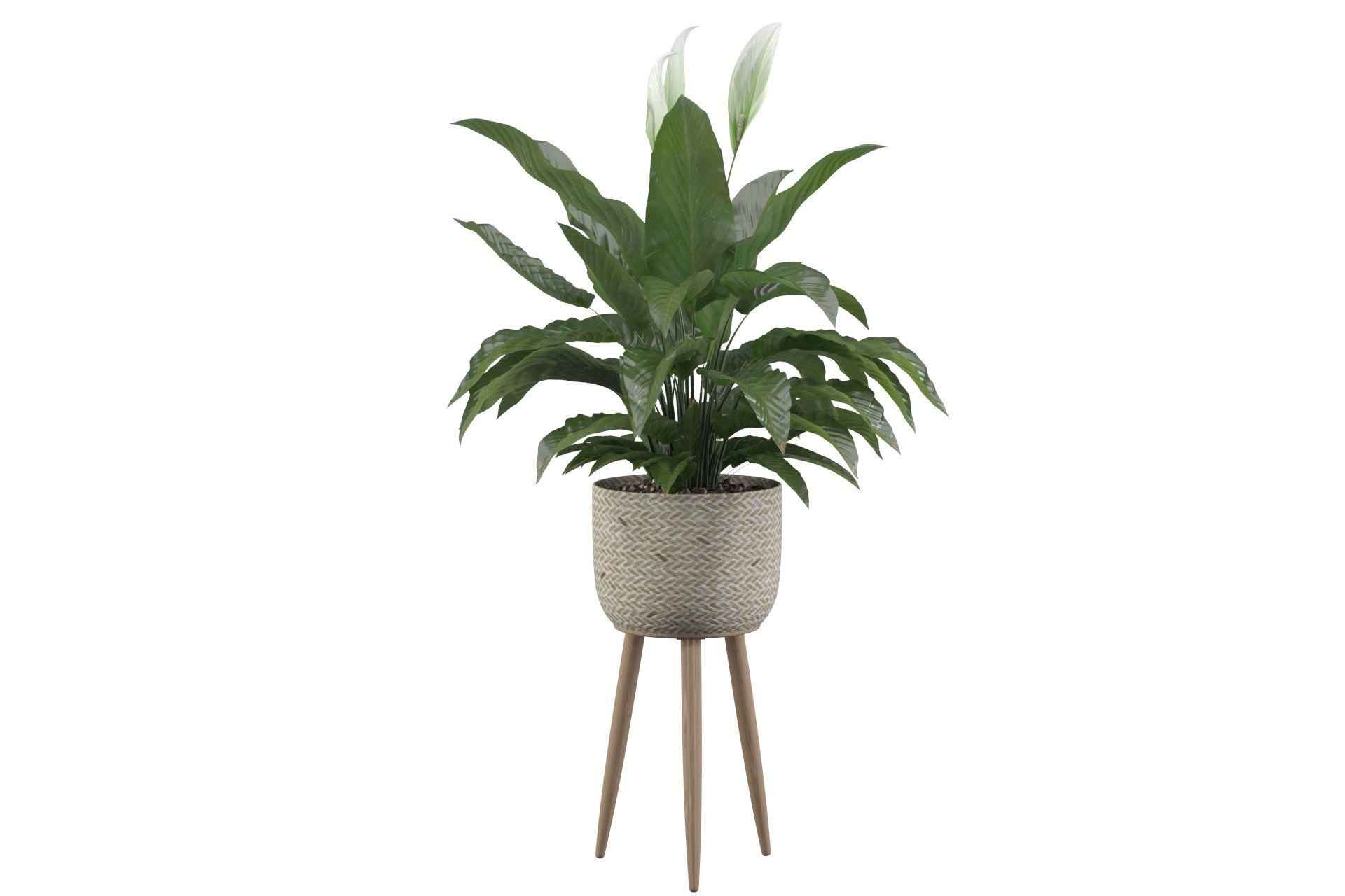 Peace Lily 01 3D model_23