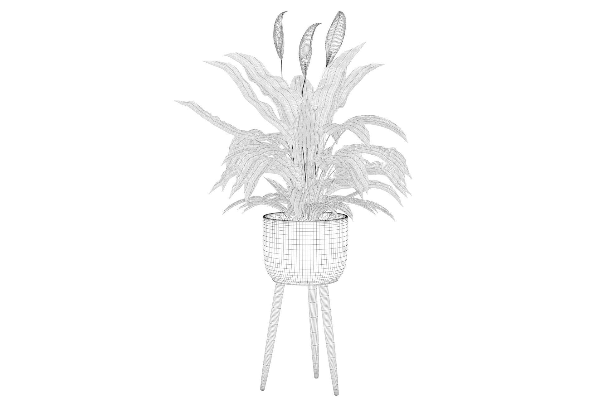 Peace Lily 01 3D model_7