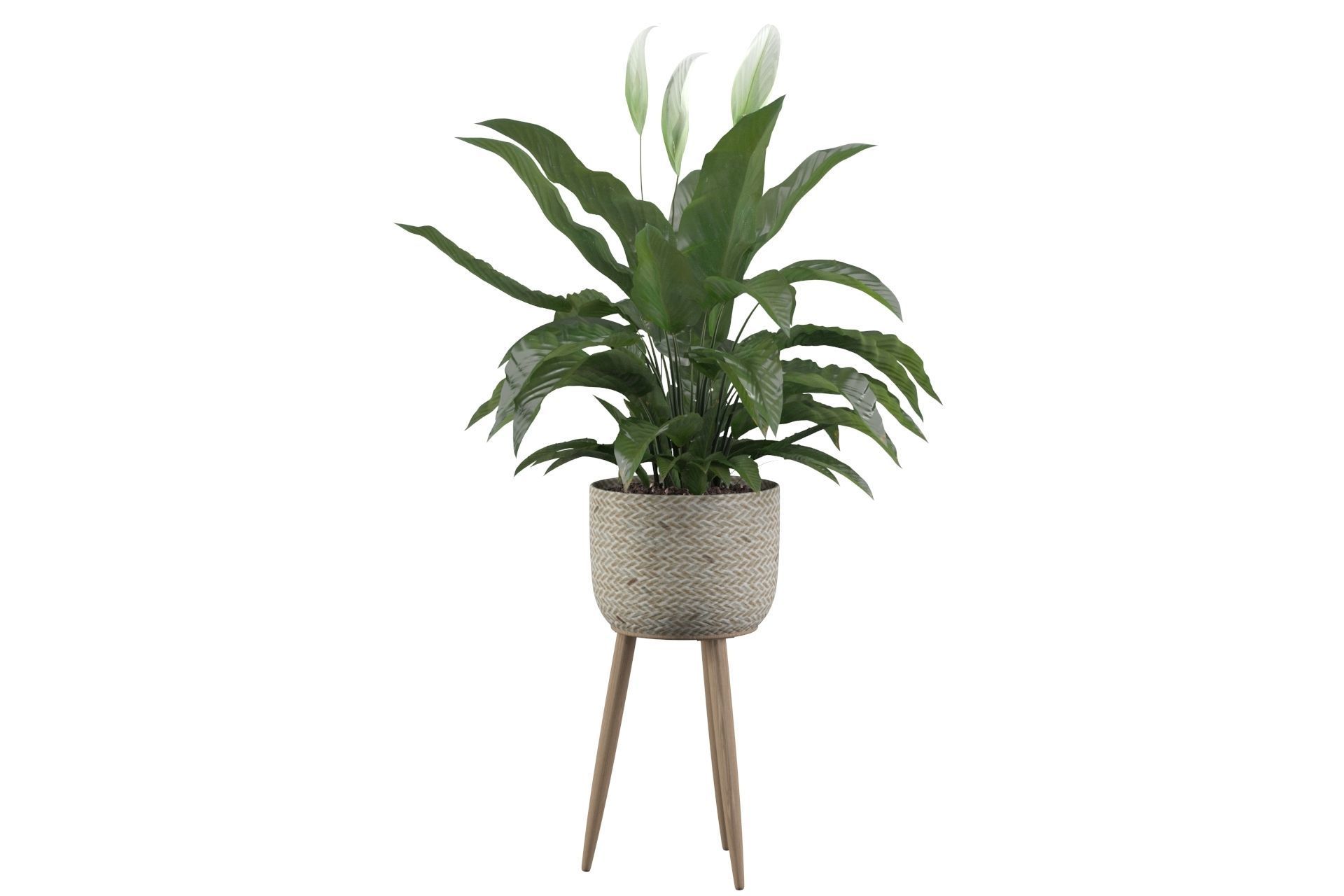 Peace Lily 01 3D model_20