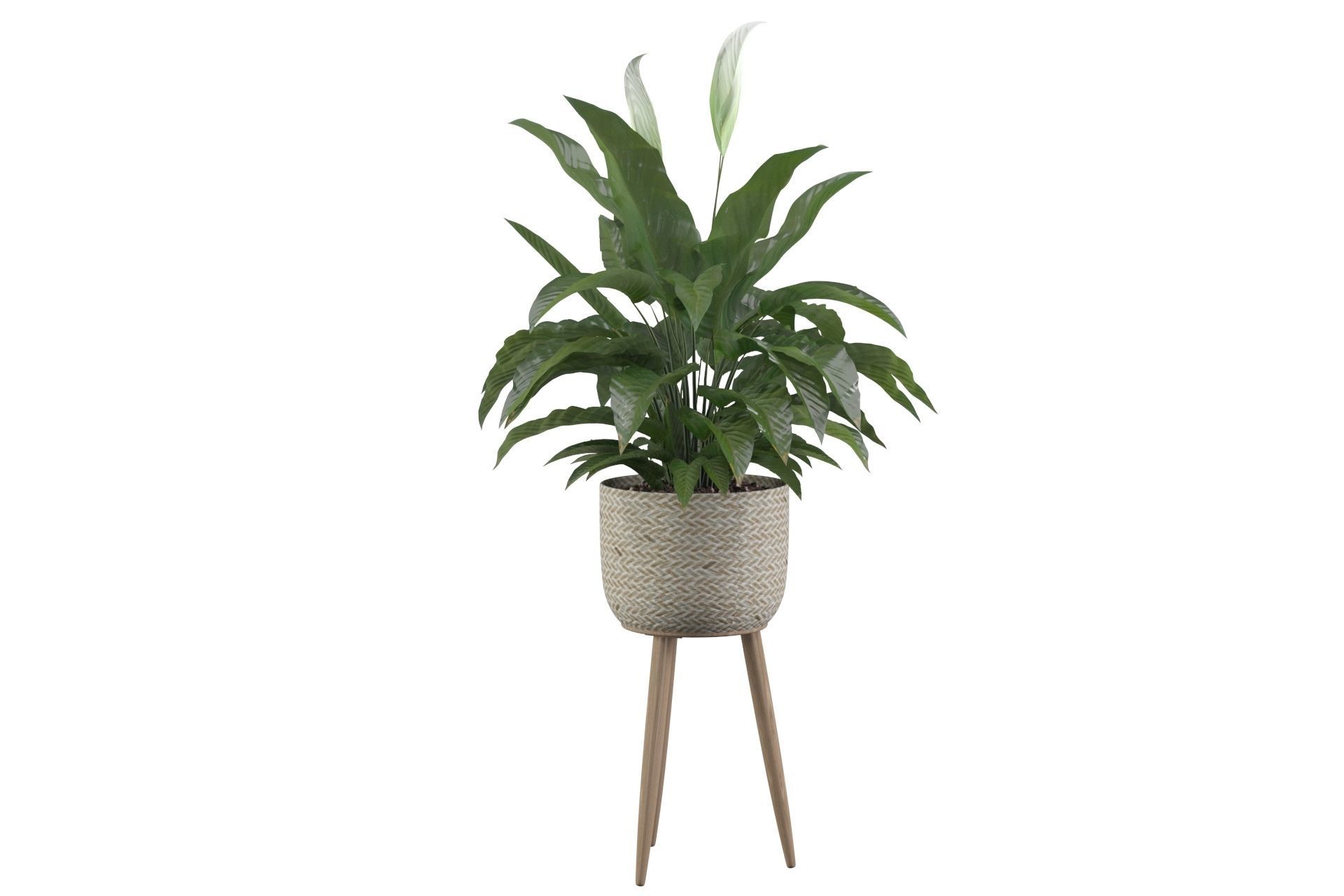 Peace Lily 01 3D model_10