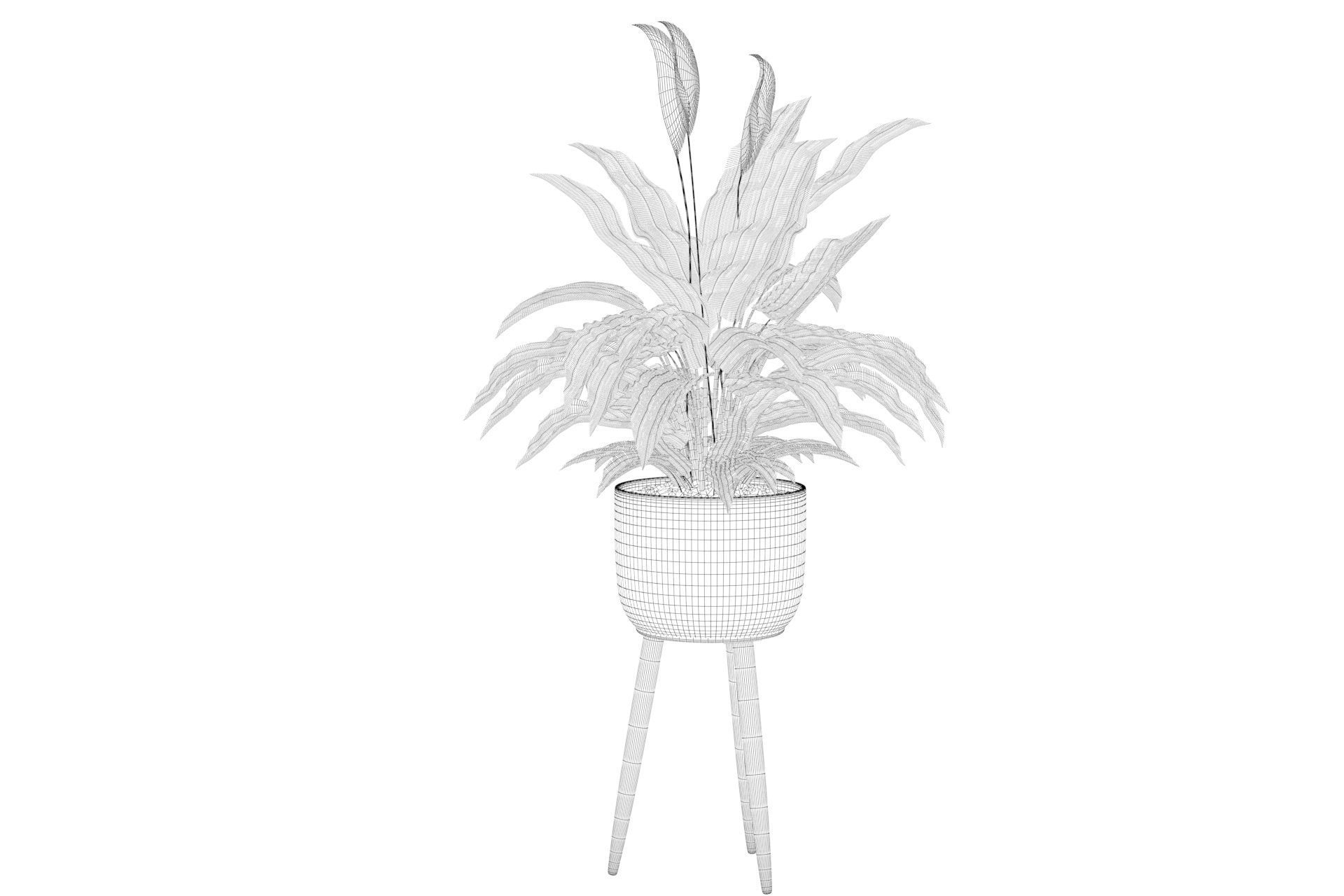 Peace Lily 01 3D model_5