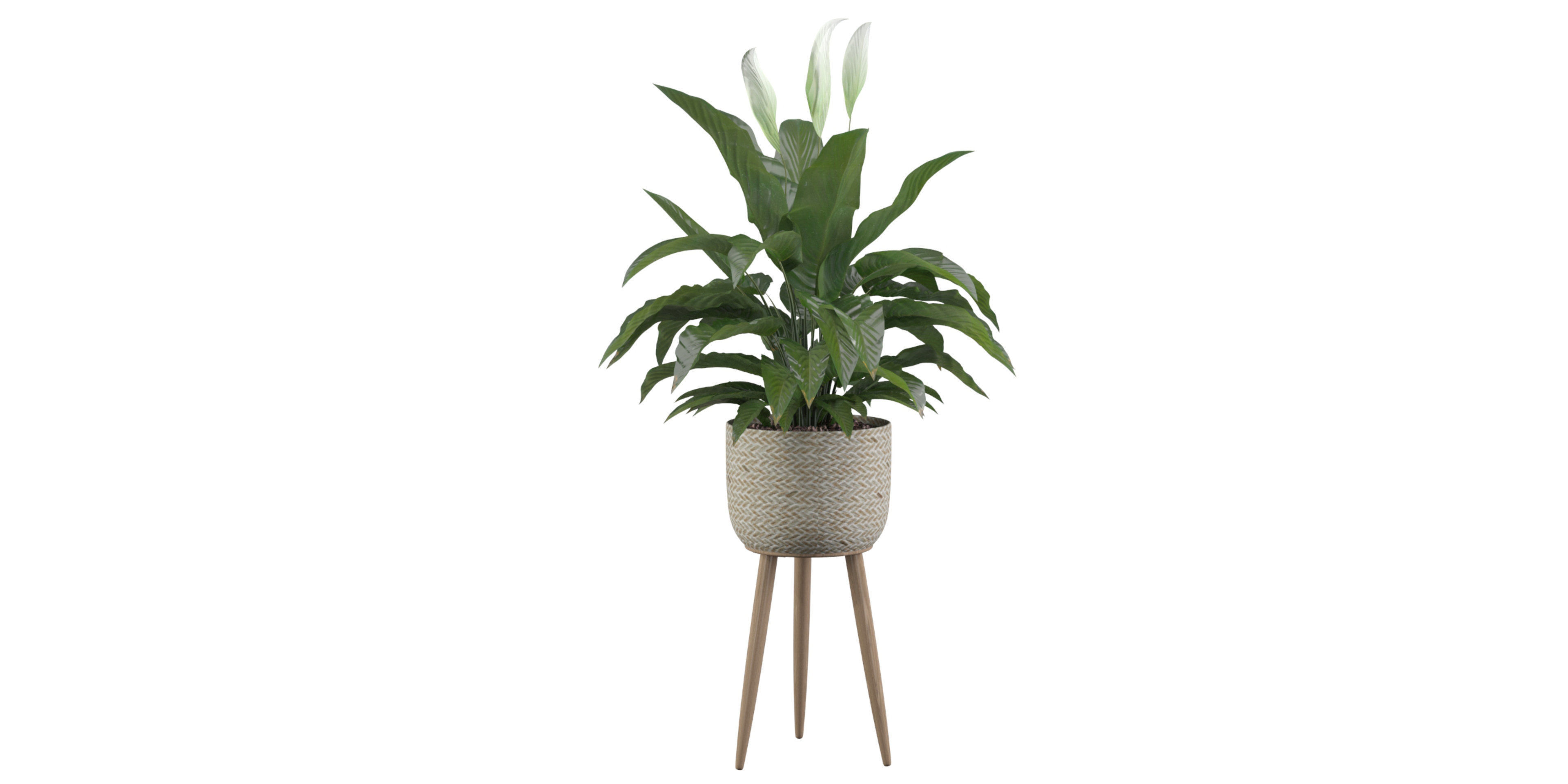 Peace Lily 01 3D model_42