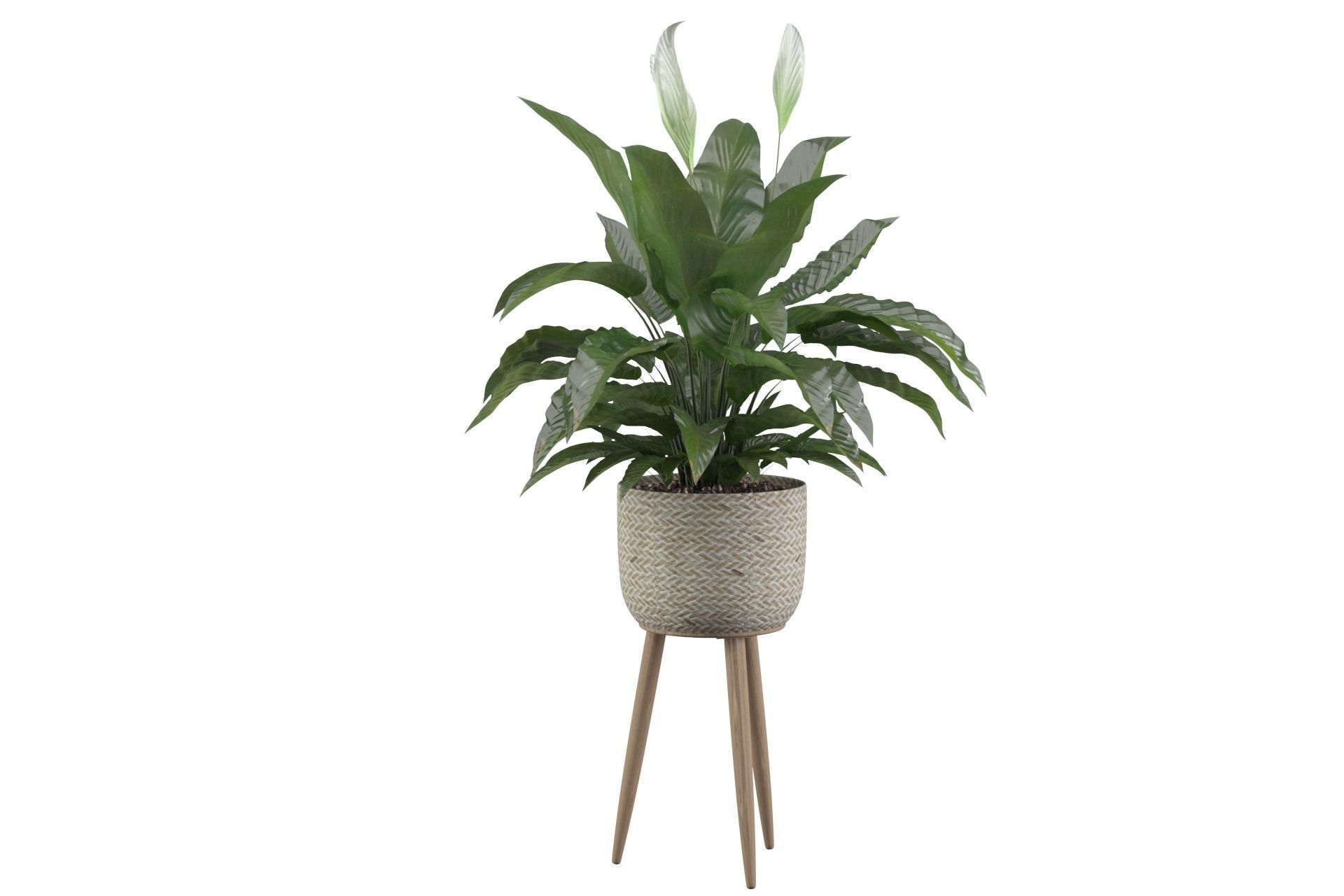 Peace Lily 01 3D model_16