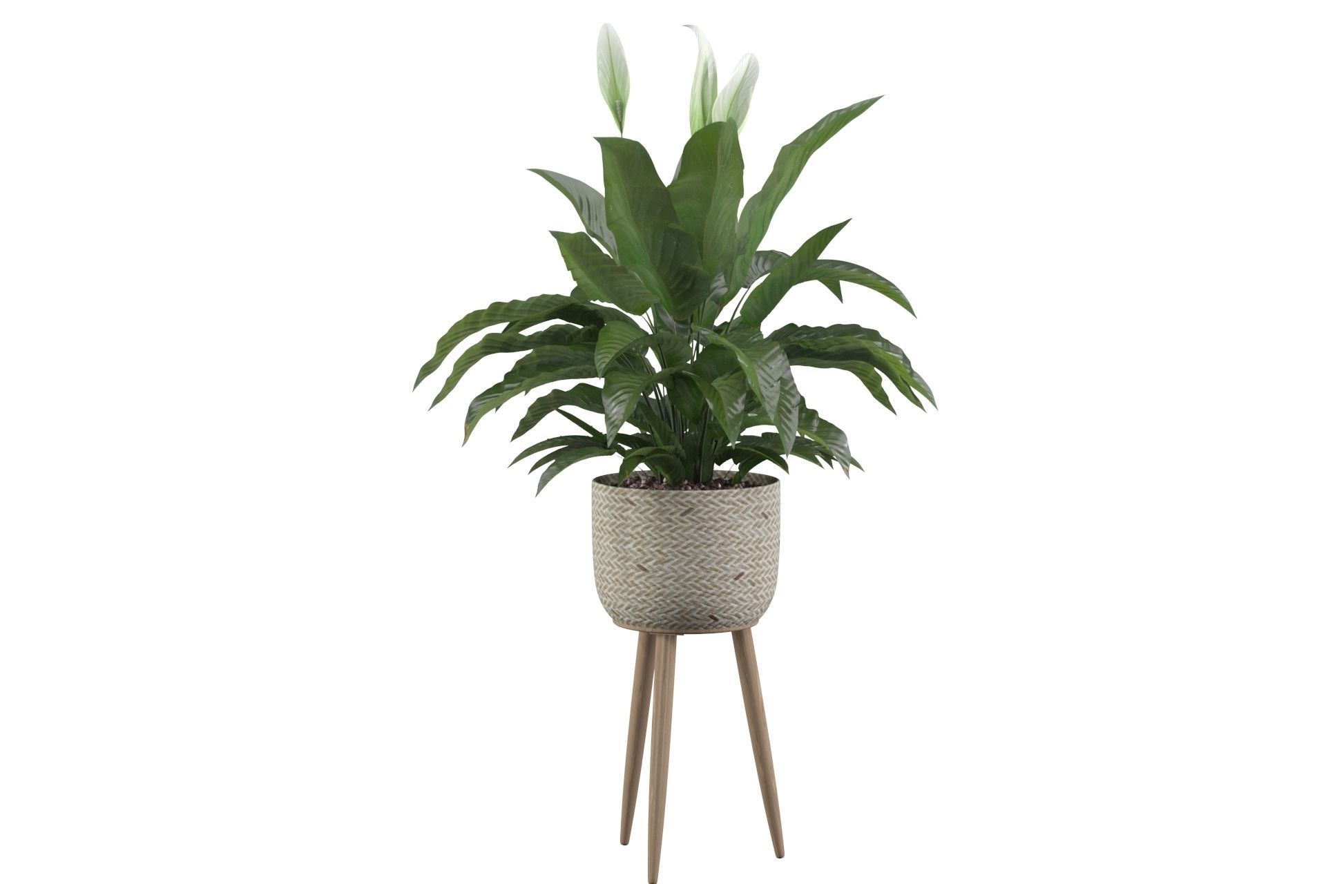 Peace Lily 01 3D model_24