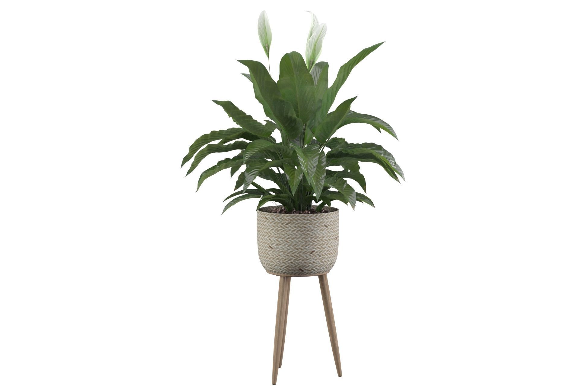 Peace Lily 01 3D model_14