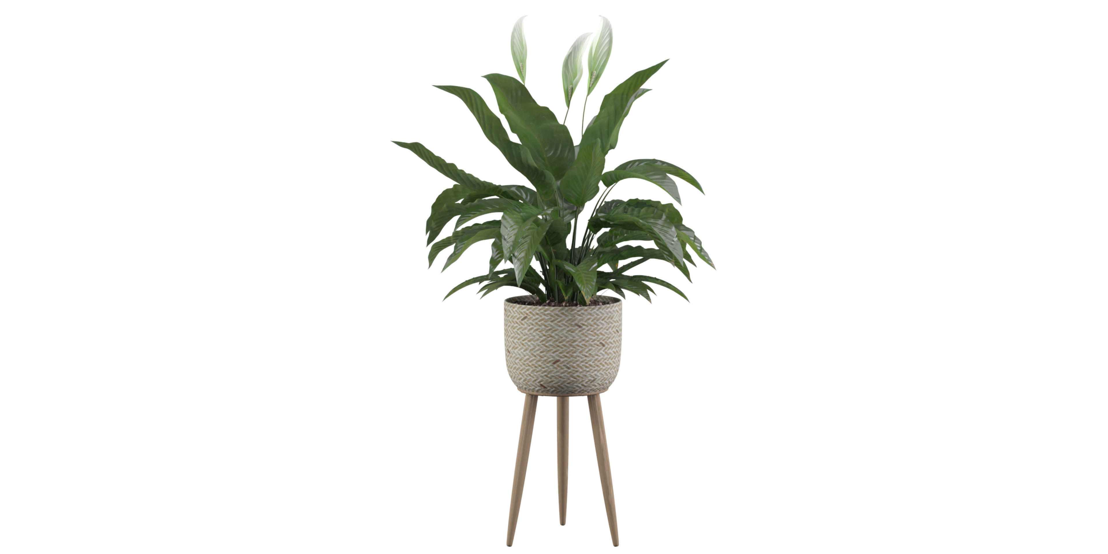 Peace Lily 01 3D model_41