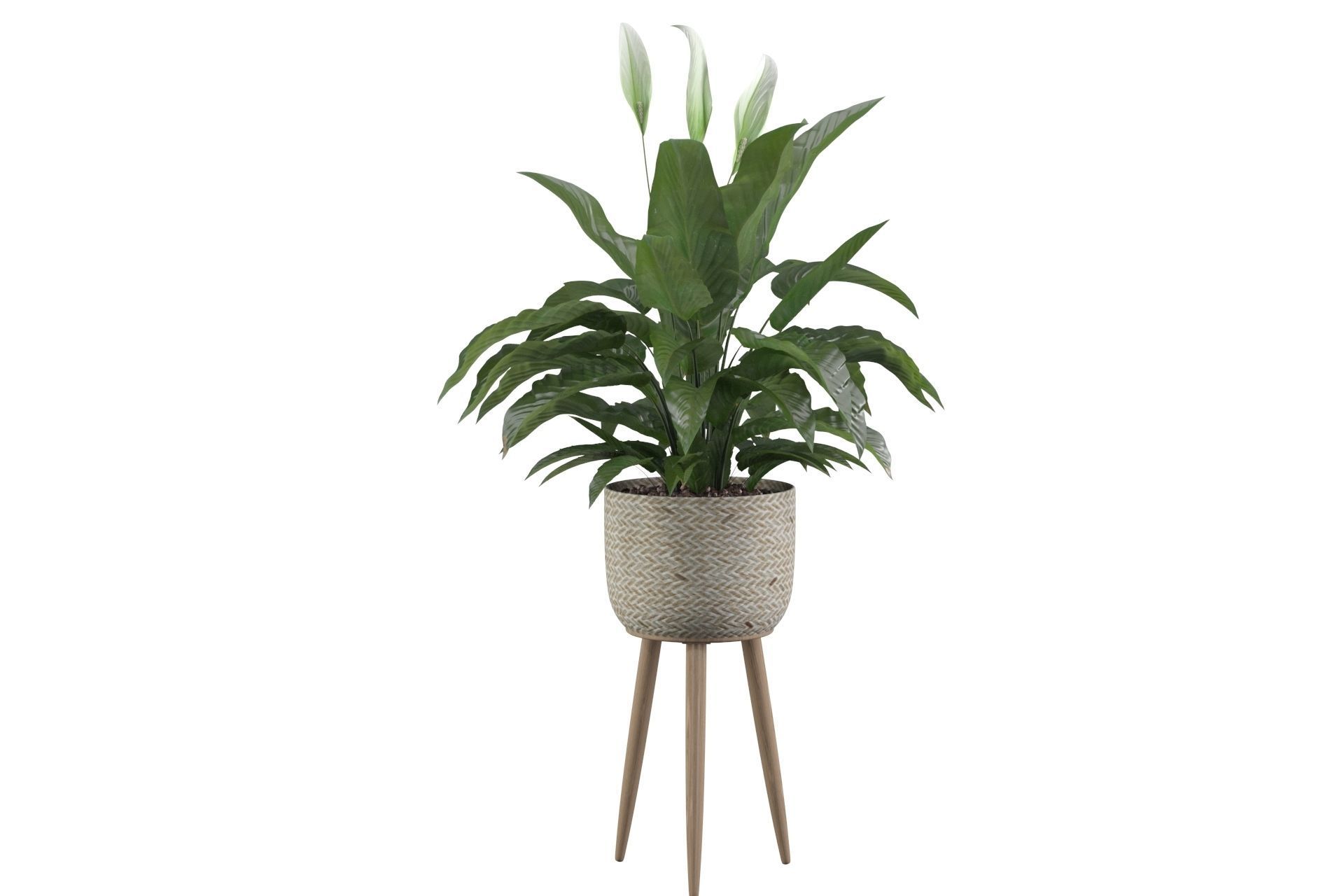 Peace Lily 01 3D model_30