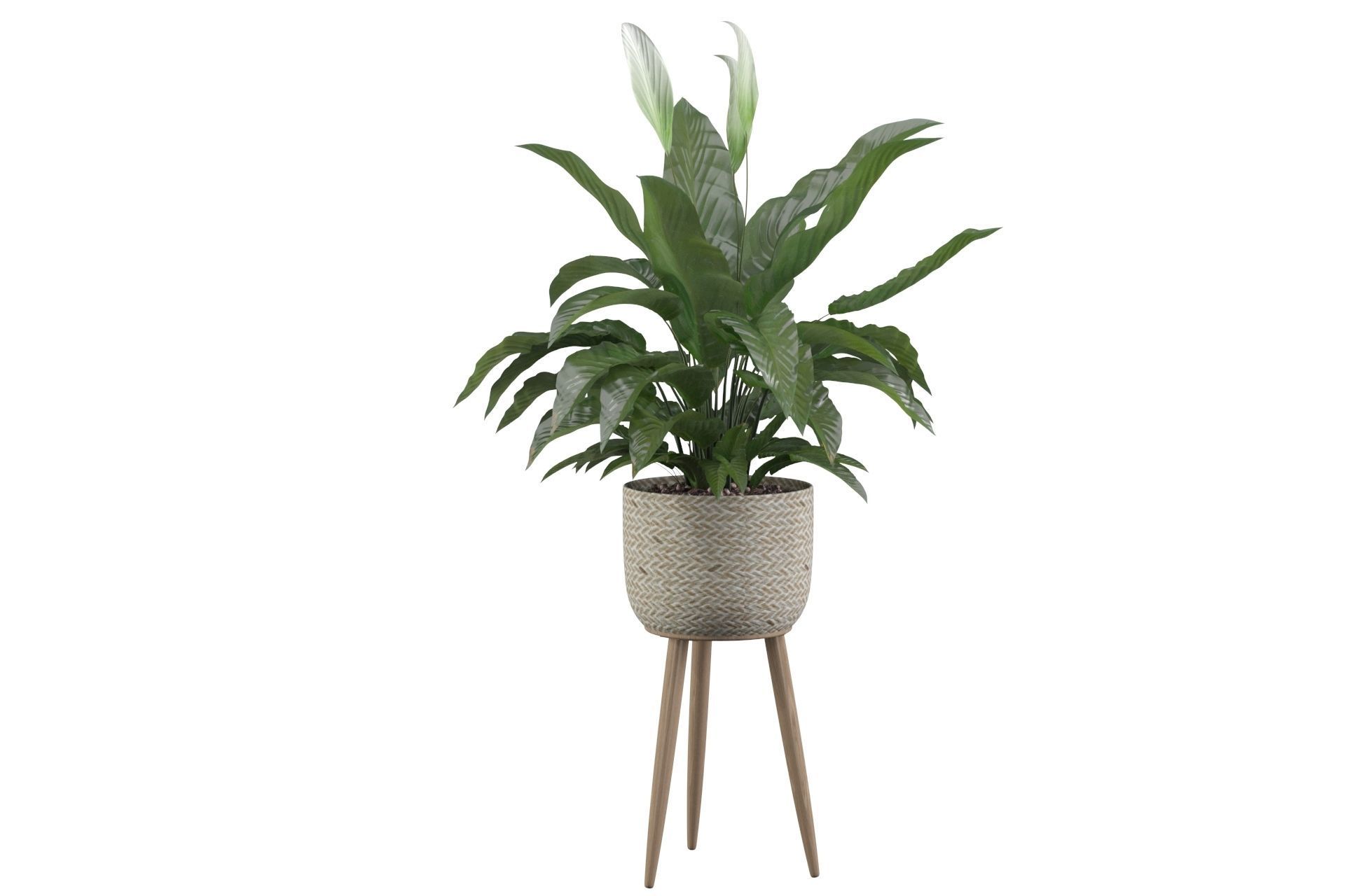 Peace Lily 01 3D model_25