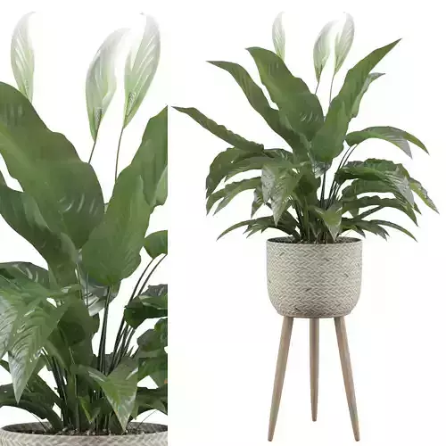 Peace Lily 01 3D model
