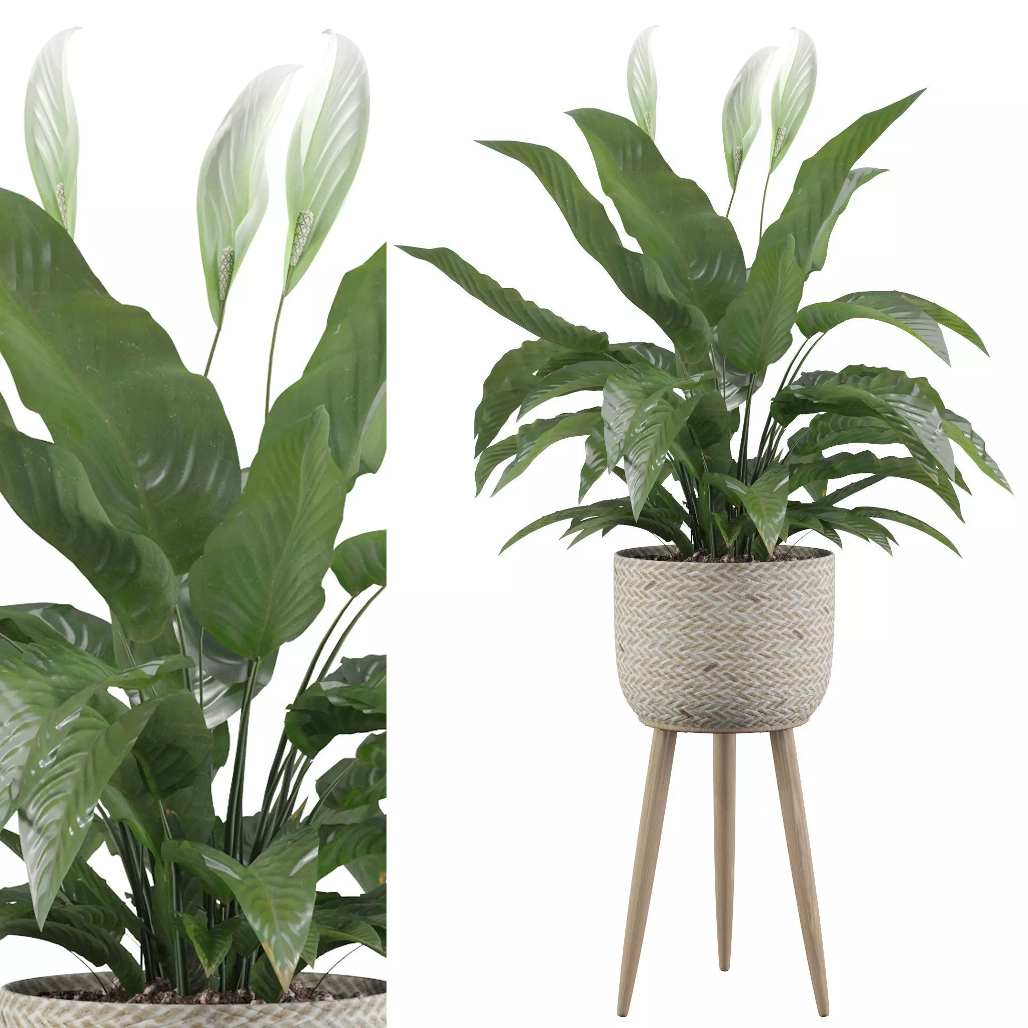 Peace Lily 01 3D model_0