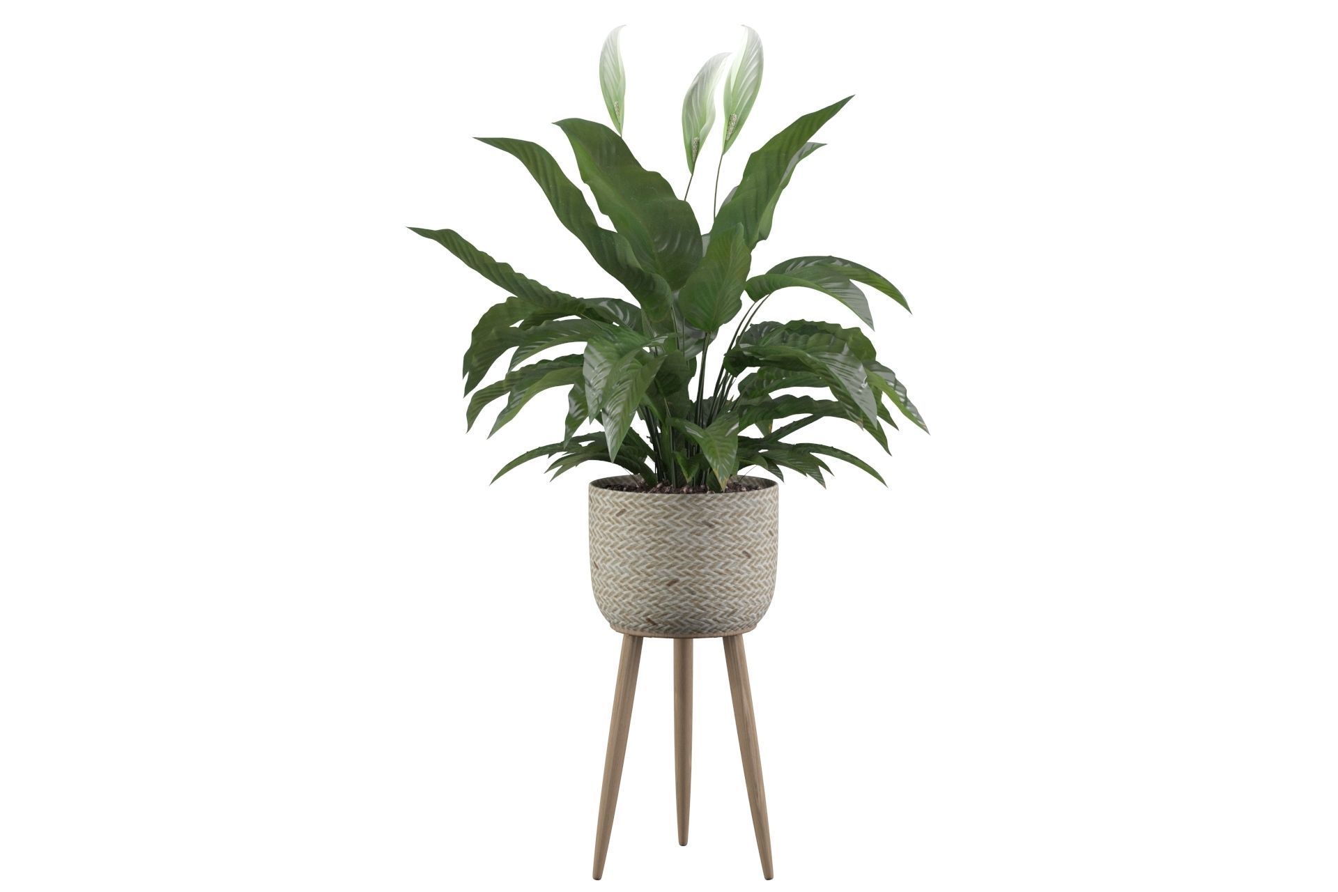 Peace Lily 01 3D model_12