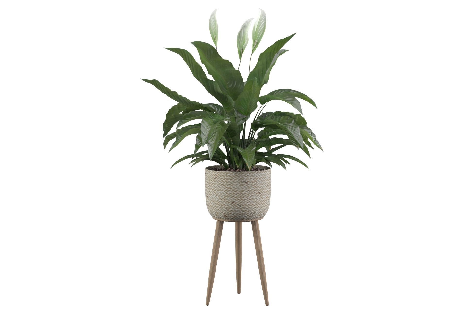 Peace Lily 01 3D model_32