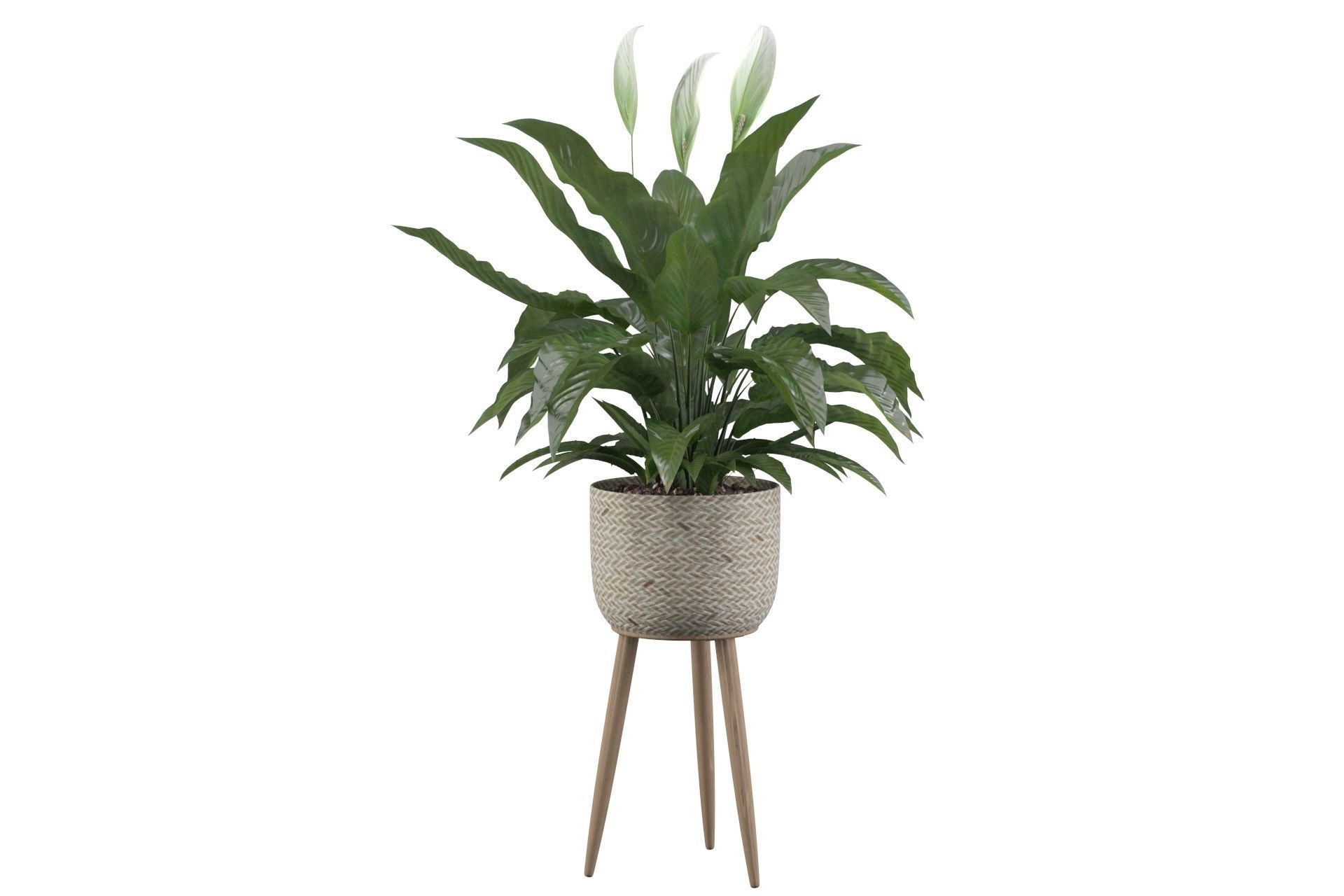 Peace Lily 01 3D model_38