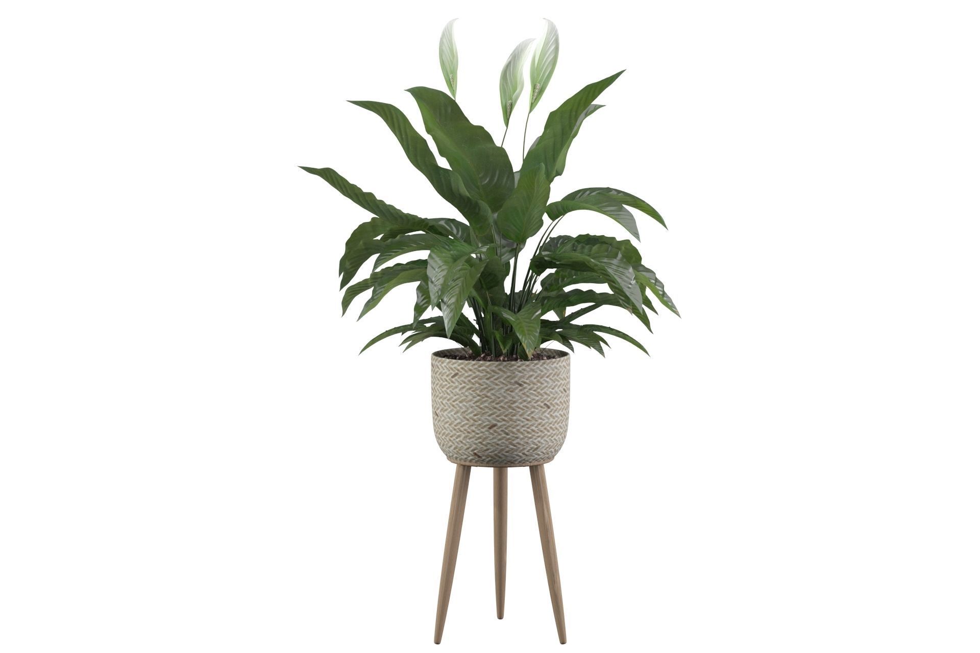 Peace Lily 01 3D model_8