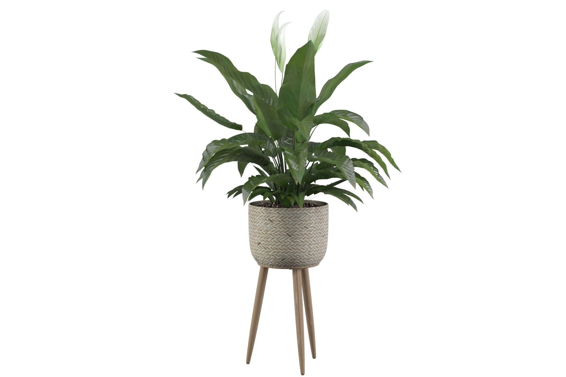Peace Lily 01 3D model_40