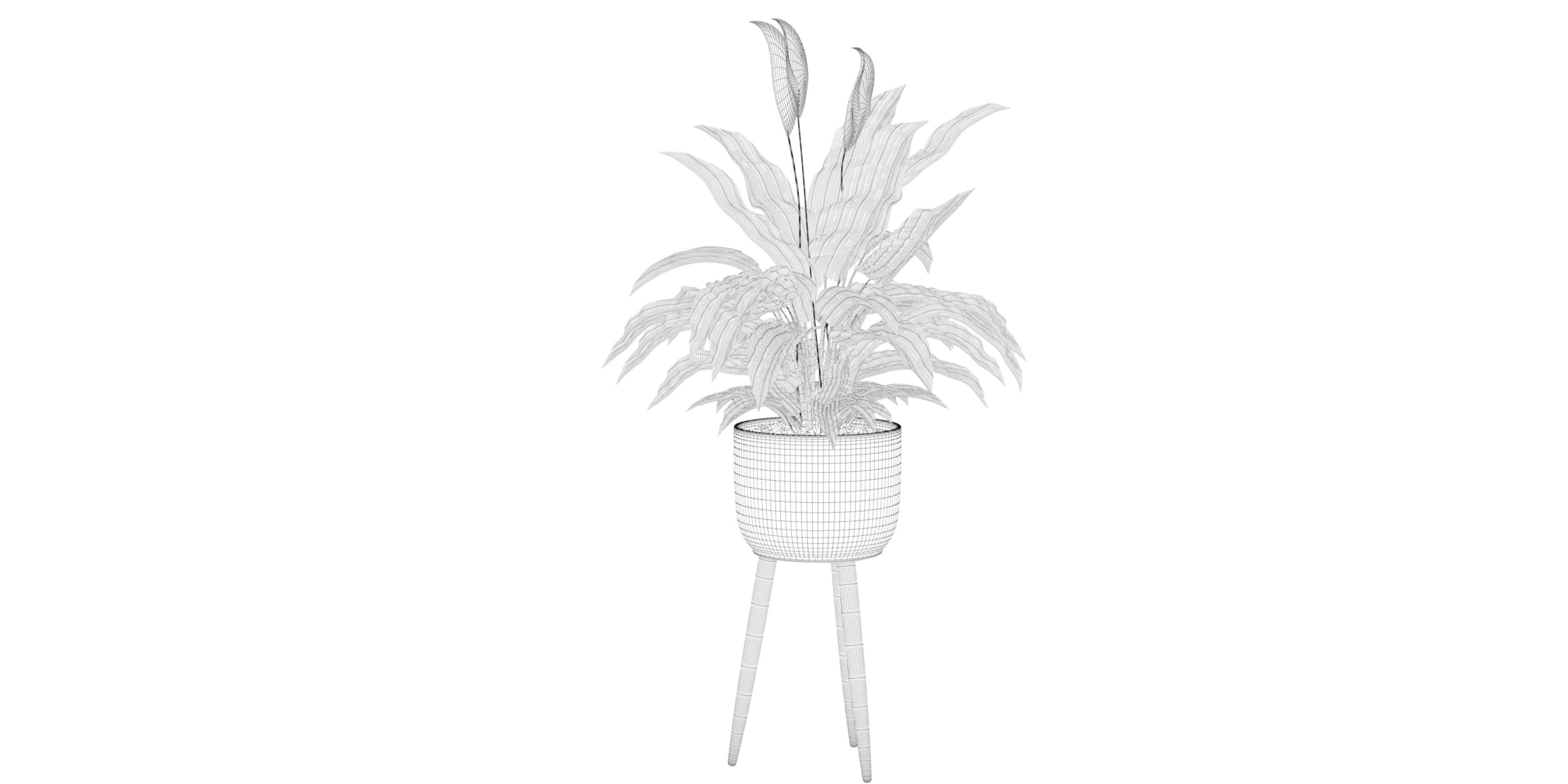 Peace Lily 01 3D model_44